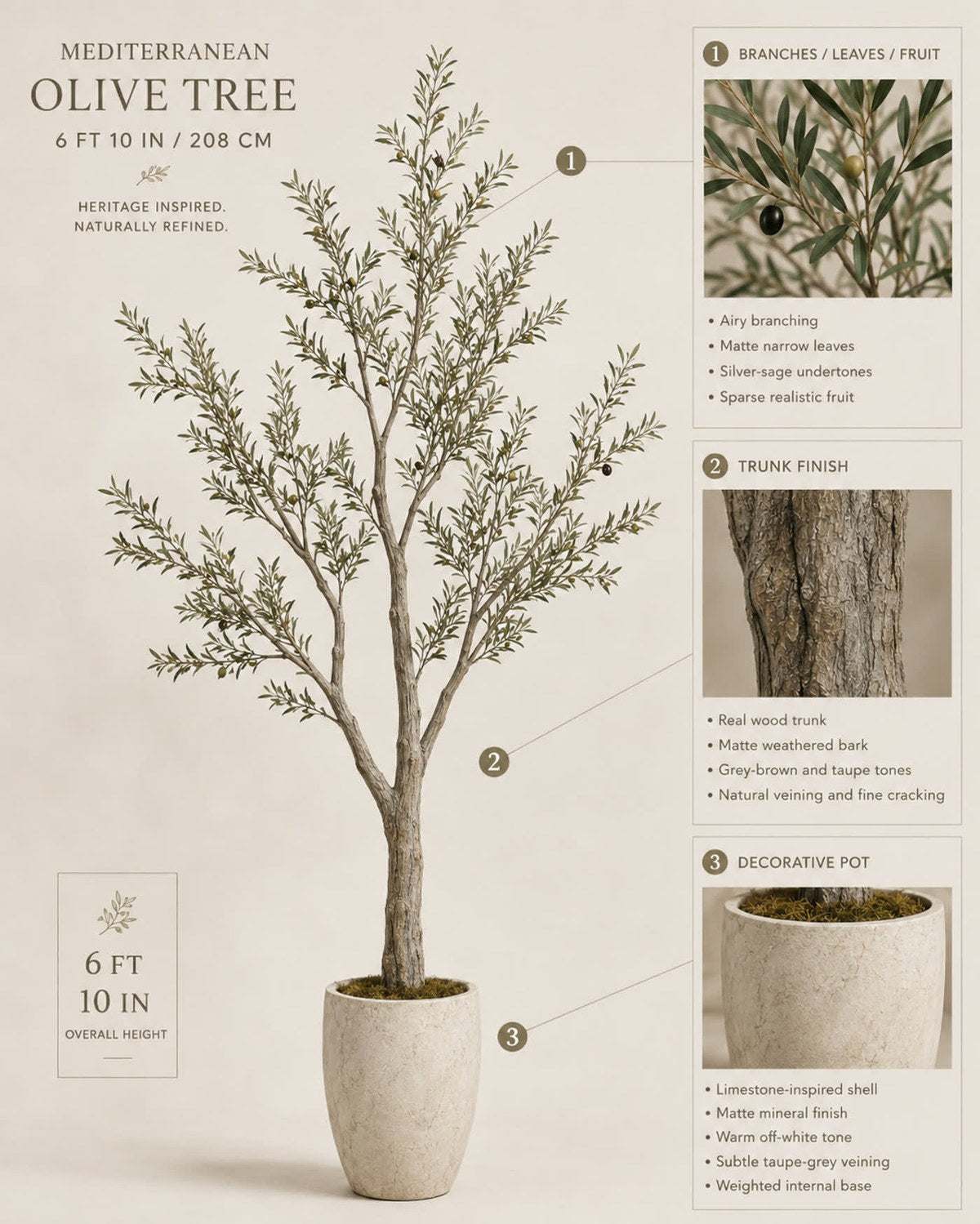Anatomy of the olive tree